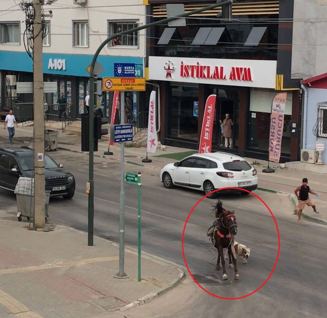 Başıboş pitbull cinsi köpek, başıboş ata saldırdı! O anlar kamerada 1